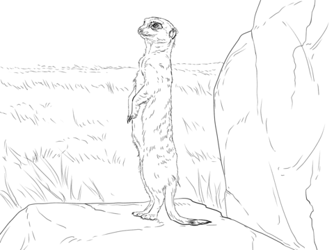 Meerkat On Alert Coloring Page